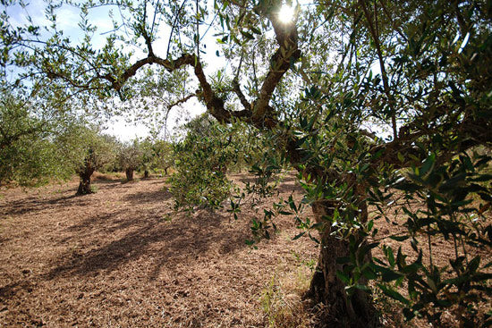 Greek Organic Olive Oil
